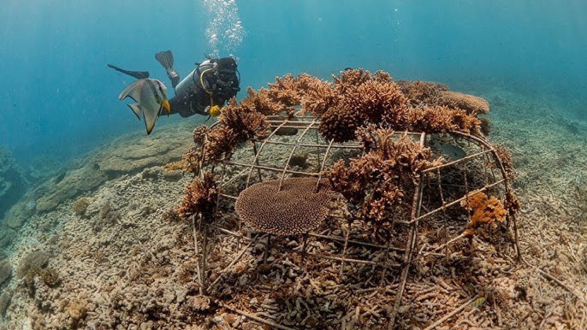 Coral reef restoration with coralive earthed