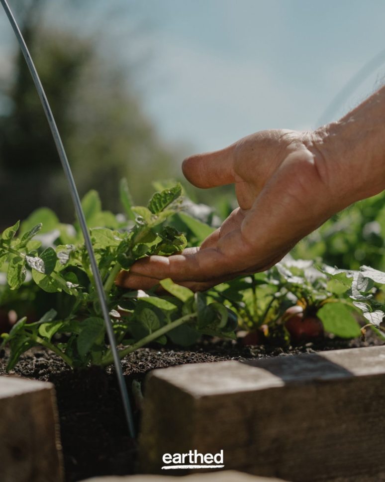 A gardener enjoying a successful harvest after utilising the techniques of no dig growing