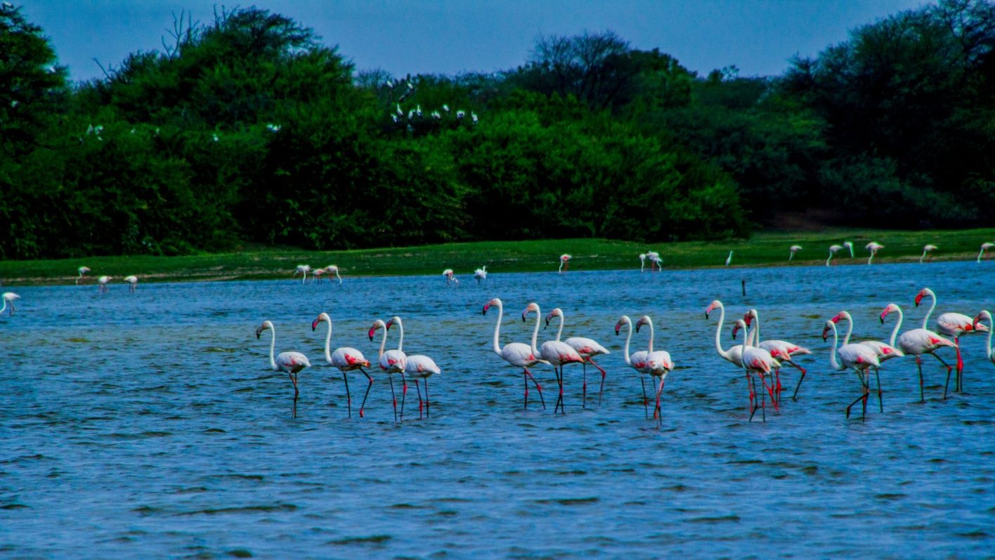 3 ecosystem restoration projects in India_Indian wetland ecosystems_earthed