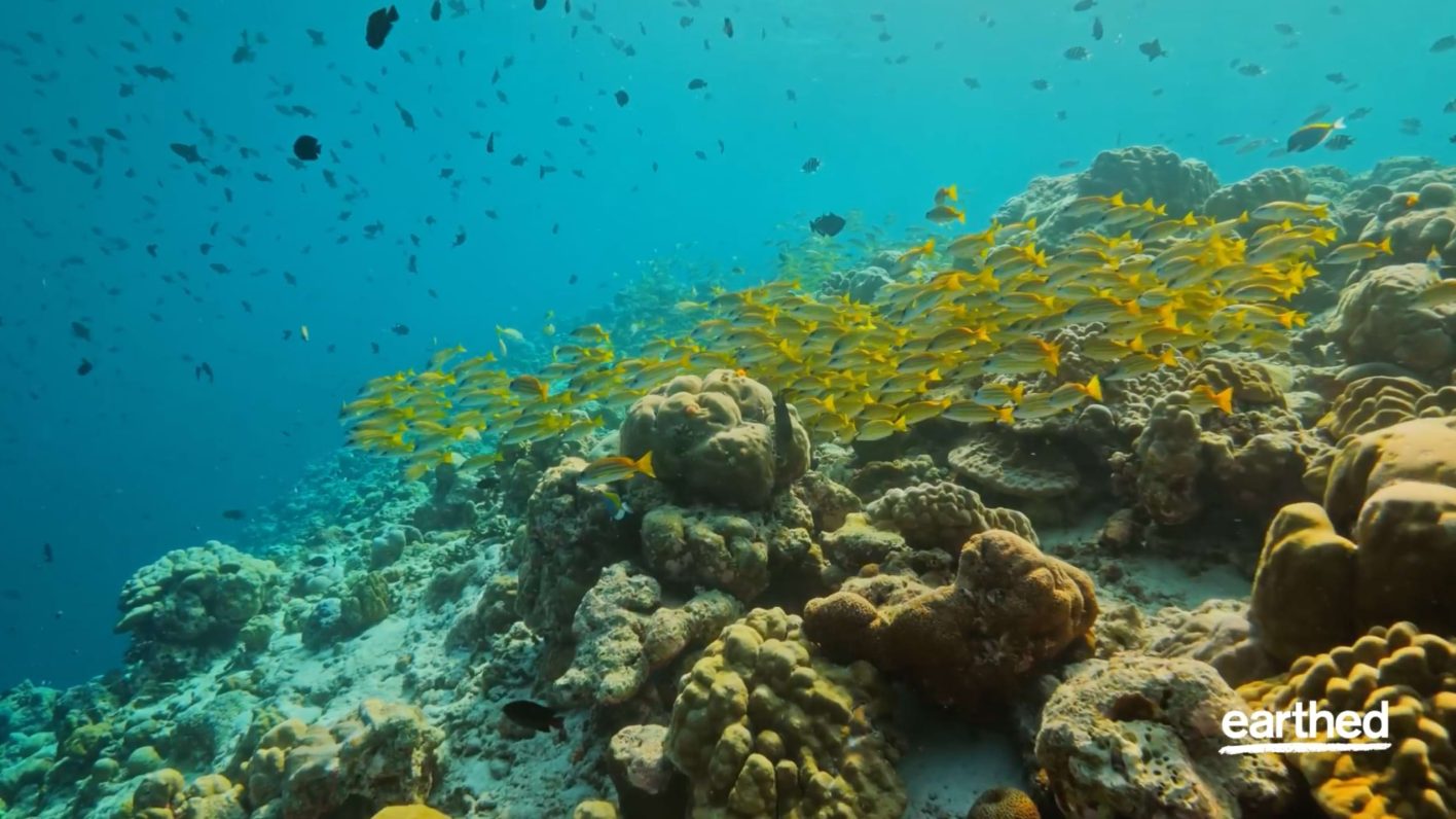 Everything you need to know about Ecosystem Restoration_coral reef_earthed