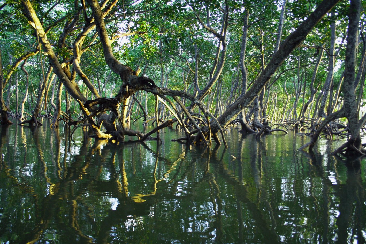 3 ecosystem restoration projects in India_mangrove ecosystem_earthed
