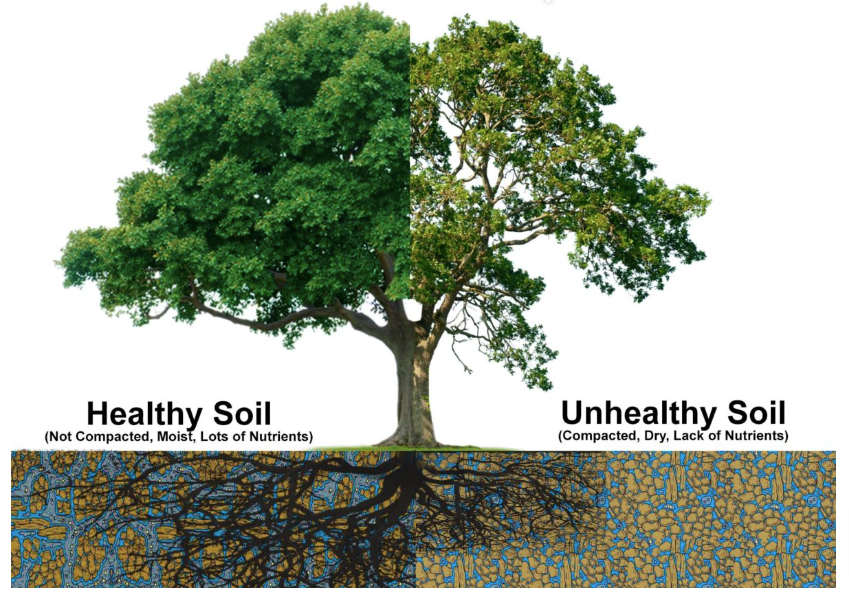A diagram of a tree, split in half with healthy soil and impacted growth on the left, and unhealthy soil and the impact on tree growth on the right hand side.