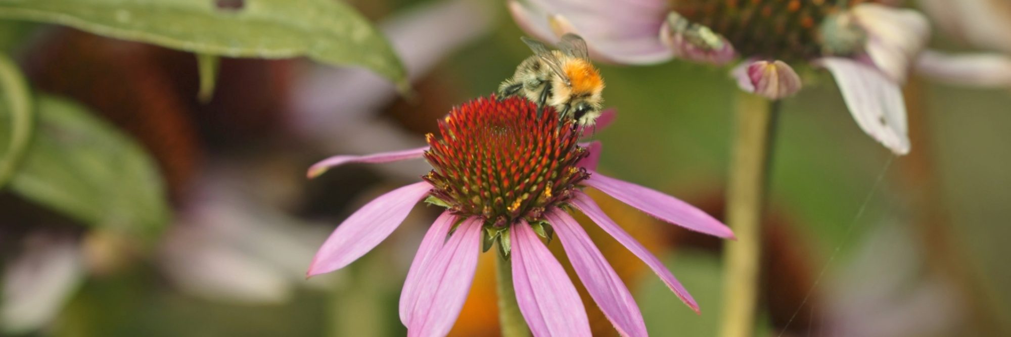 Pollinator Power: A Guide to Bumblebees and Biodiversity