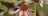 Pollinator Power: A Guide to Bumblebees and Biodiversity
